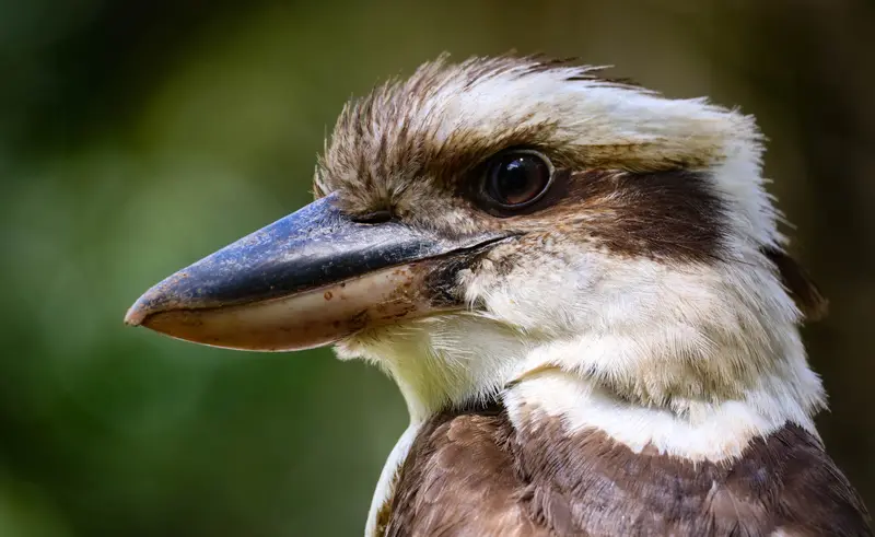 Kookaburra — 2