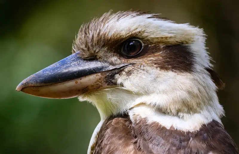 Kookaburra — 3