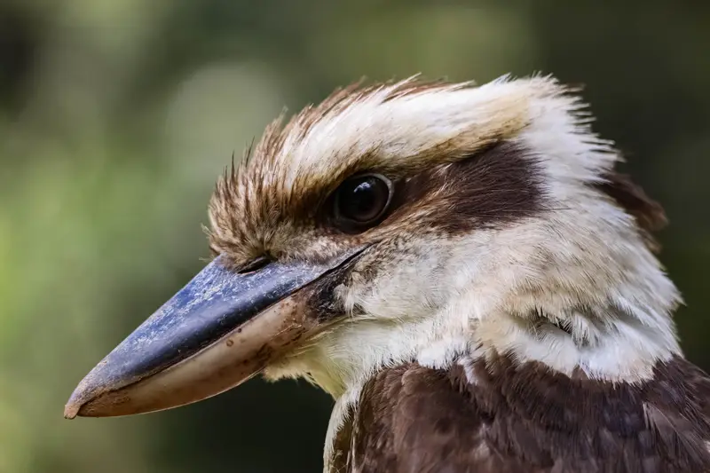 Kookaburra — 4