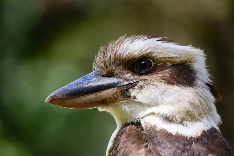 Kookaburra
