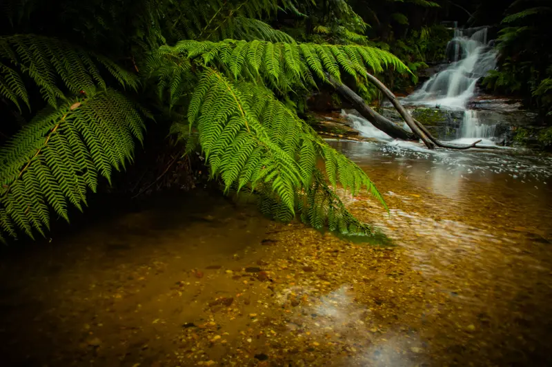 Leura — 5