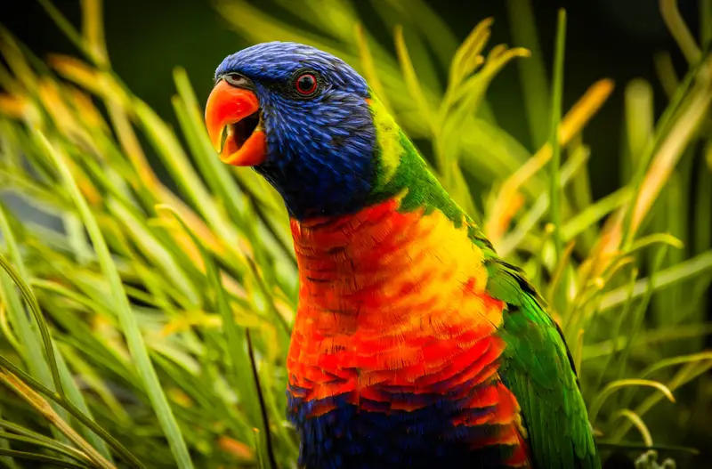 Lorikeet — 2