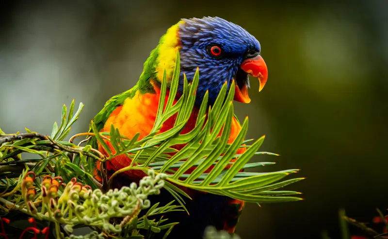 Lorikeet — 3