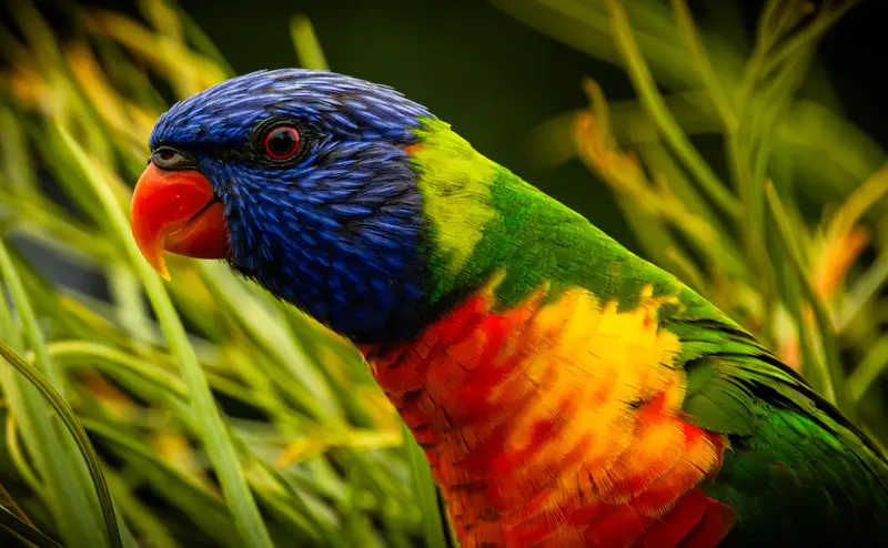 Lorikeet