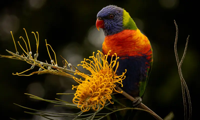 Lorikeet — 4