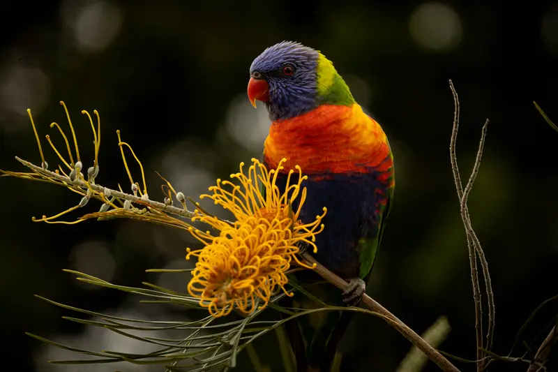 Lorikeet — 5
