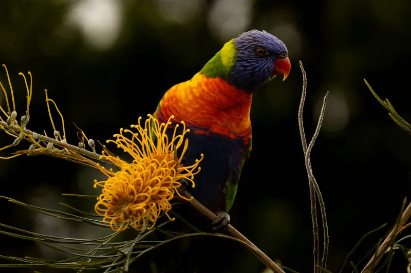 Lorikeet — 6