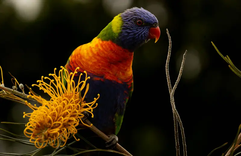 Lorikeet — 7
