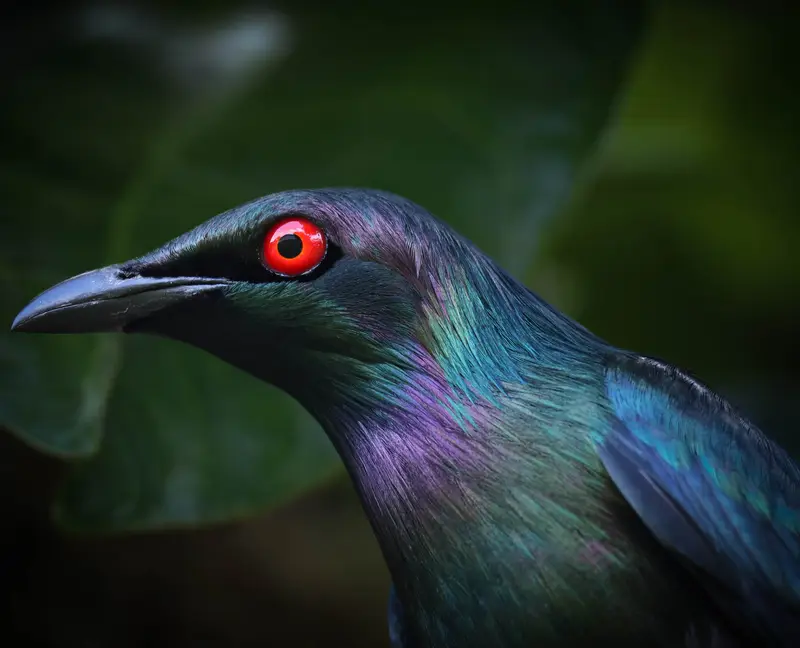 Metallic Starling