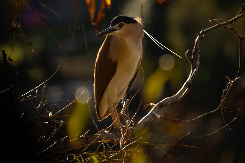 Nankeen Night Heron — 2