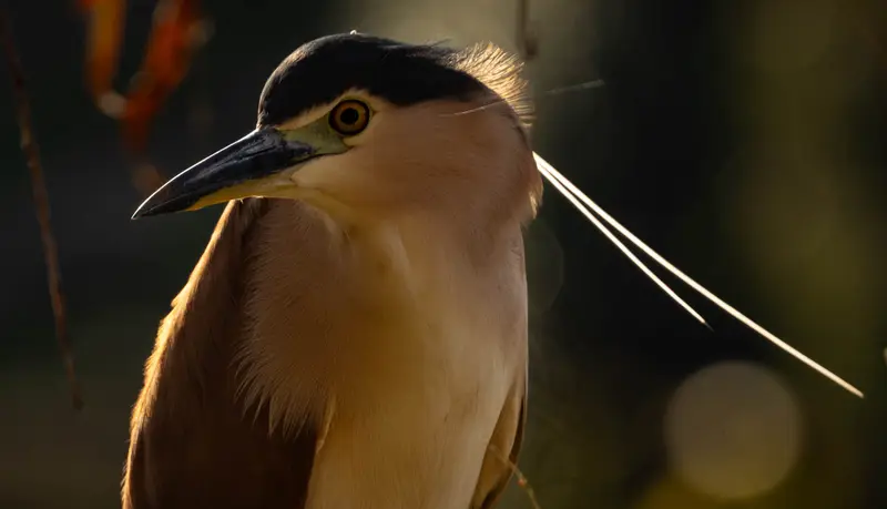 Nankeen Night Heron — 3