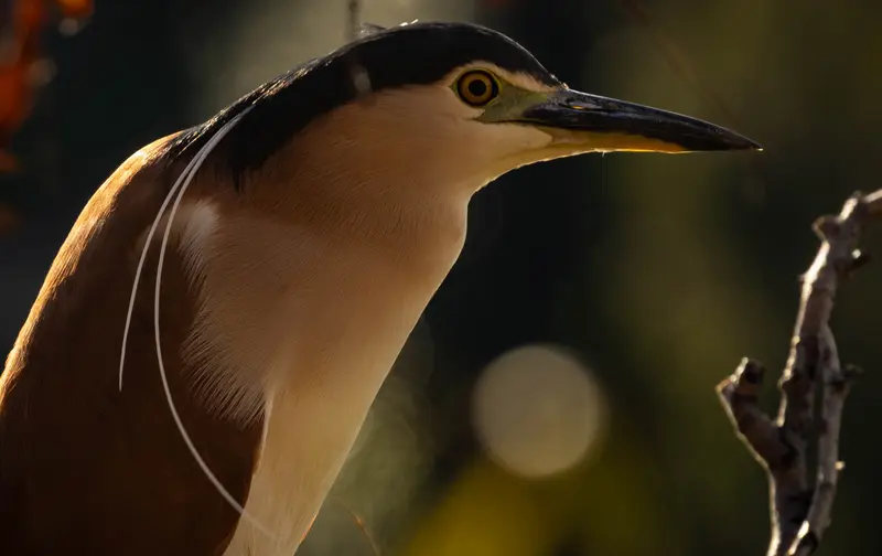 Nankeen Night Heron