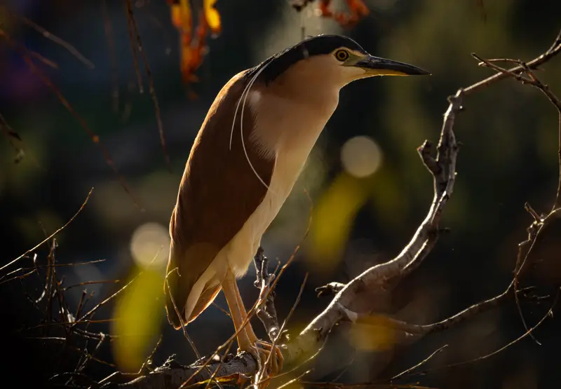 Nankeen Night Heron — 1