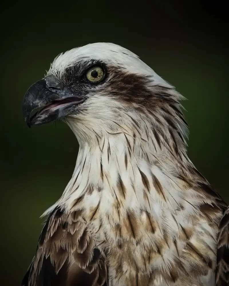 Osprey — 10