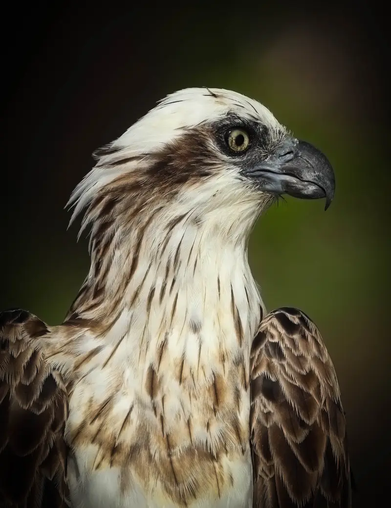 Osprey — 11