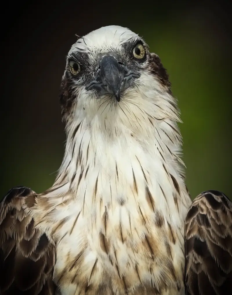 Osprey — 12