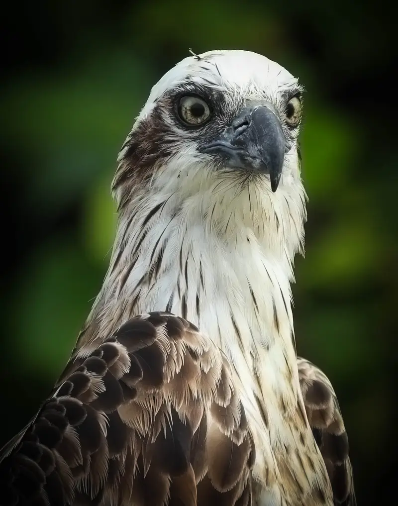Osprey — 13