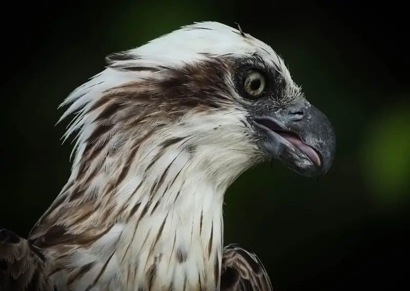 Osprey — 2