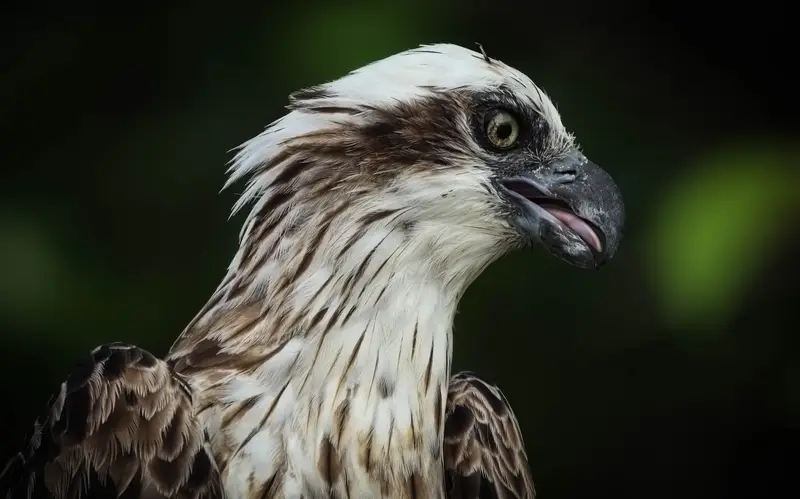 Osprey — 3