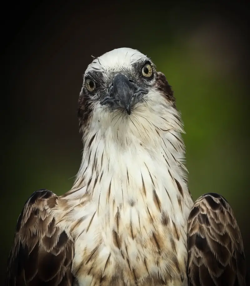 Osprey — 4