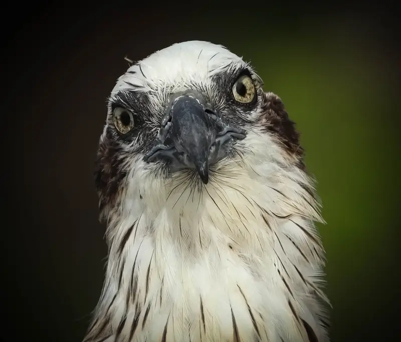 Osprey — 5