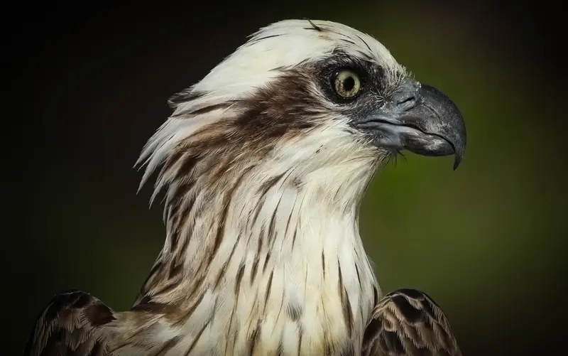 Osprey — 6