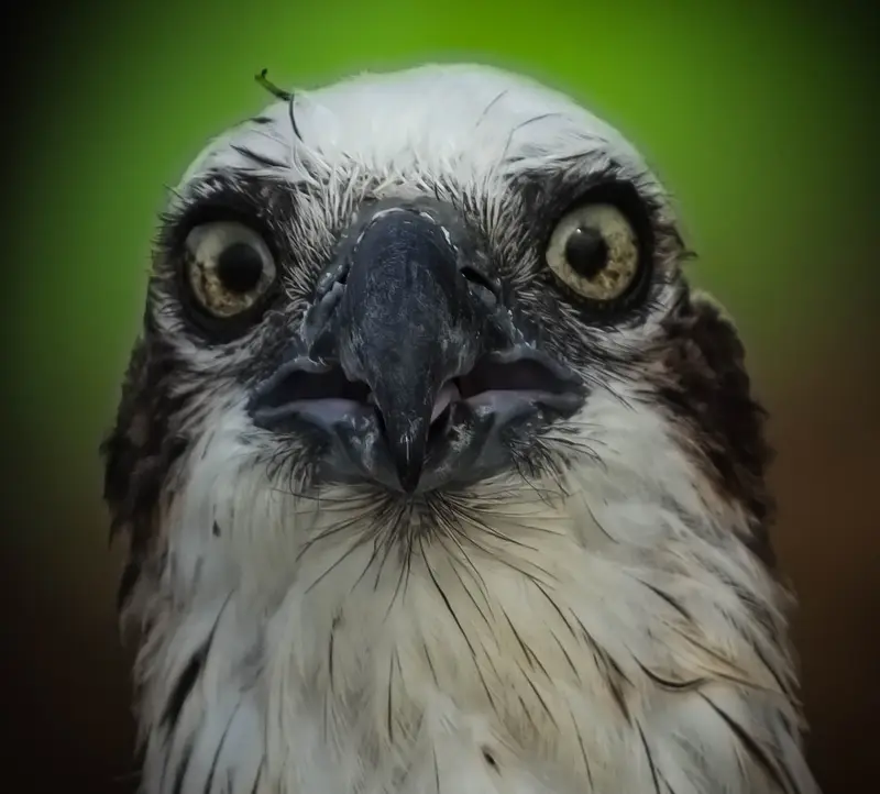 Osprey — 7