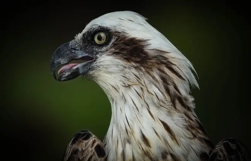 Osprey — 8