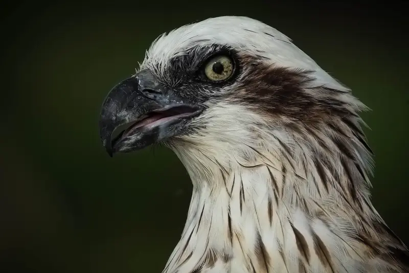 Osprey — 9