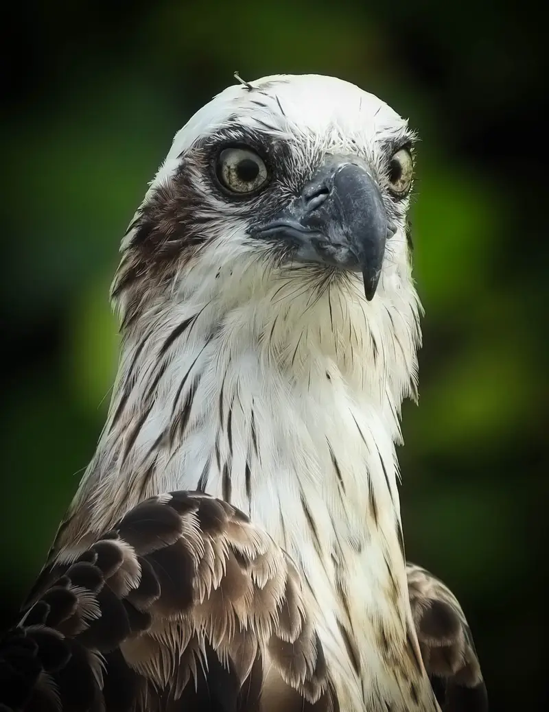 Osprey — 14