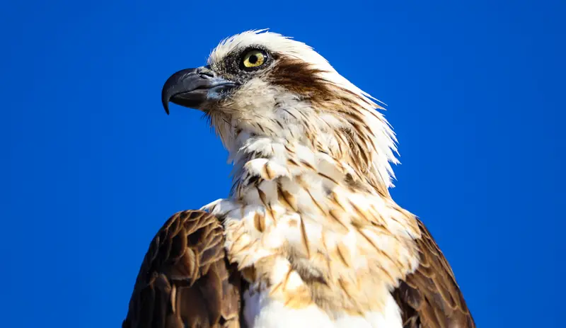 Osprey — 15