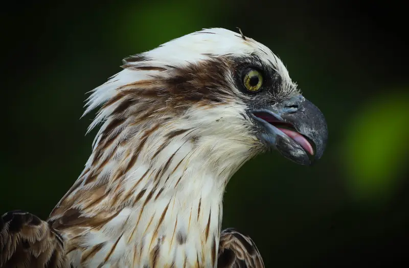 Osprey — 15