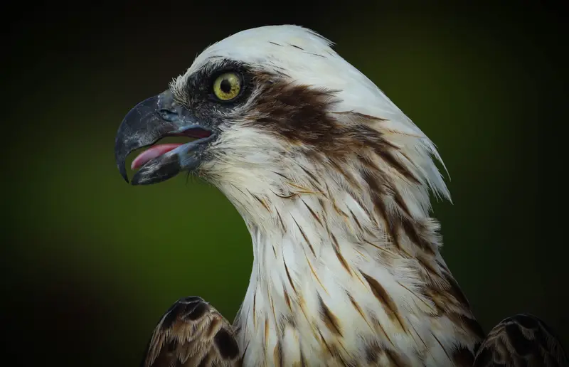 Osprey — 16