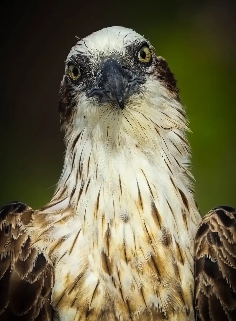 Osprey — 17