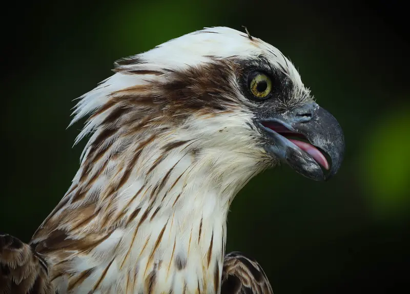 Osprey — 18