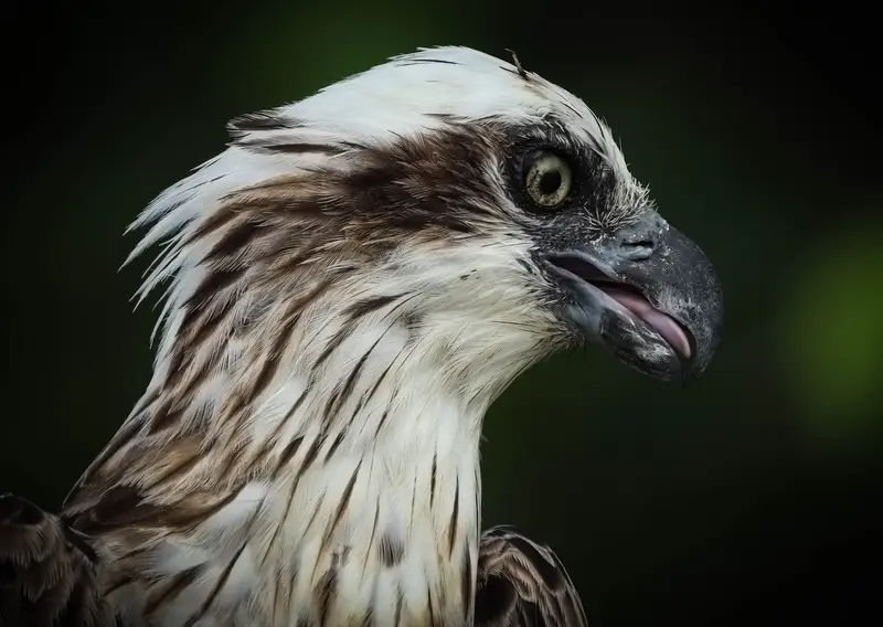 Osprey — 19