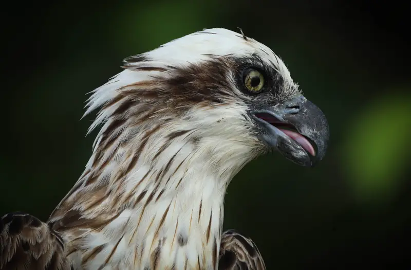 Osprey — 22