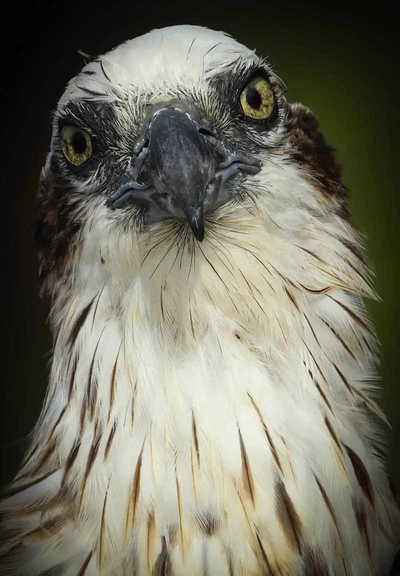 Osprey — 23