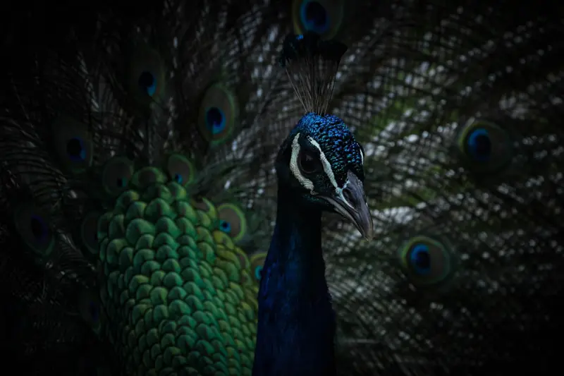 Peacock — 2