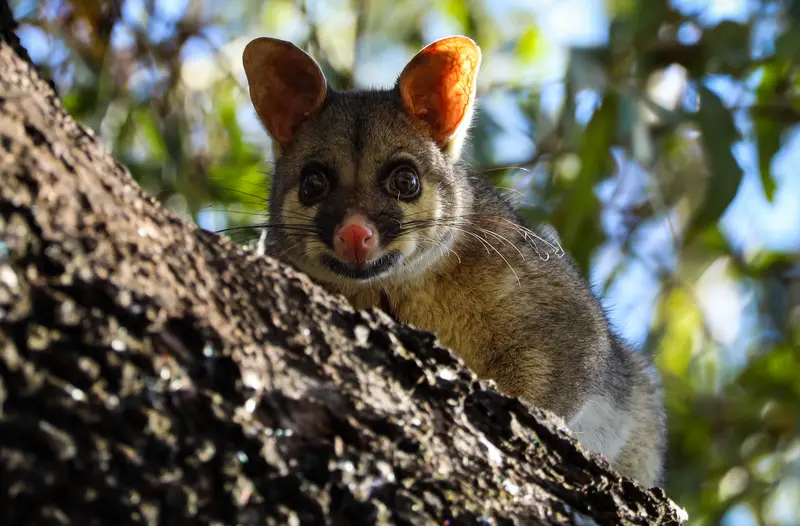 Brushtail Possum