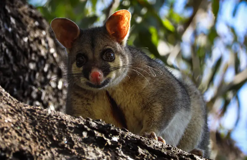 Brushtail Possum — 2