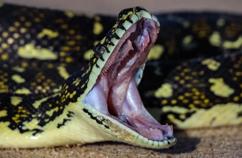Python