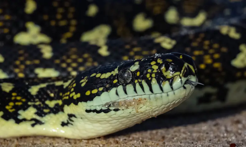 Python — 2