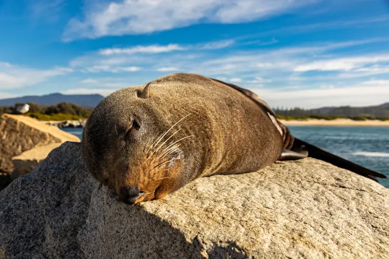 Seal — 2