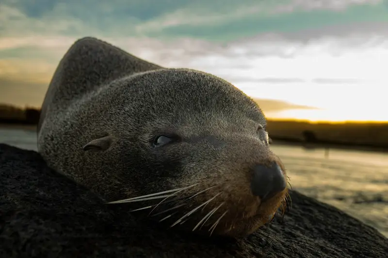 Seal
