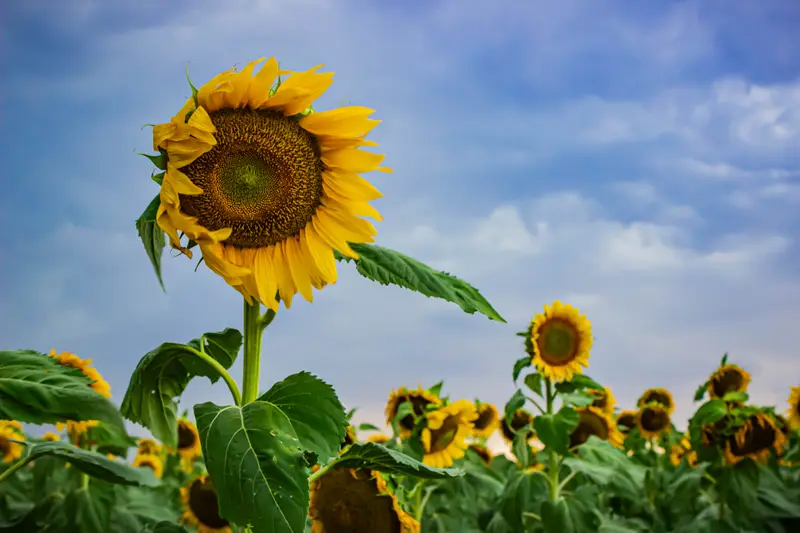 Sunflower Field
