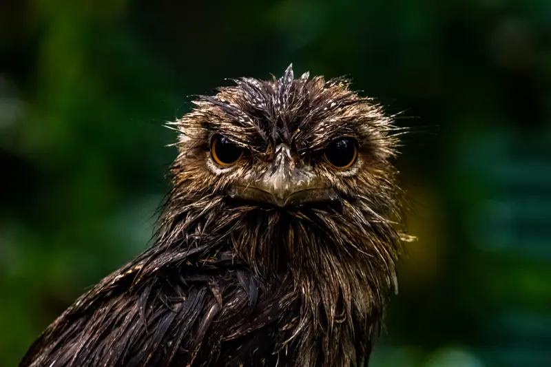 Tawny Frogmouth