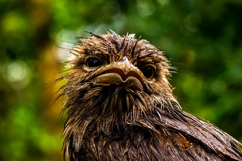 Tawny Frogmouth — 3