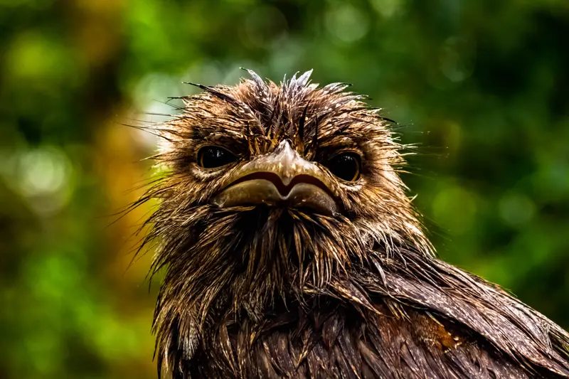 Tawny Frogmouth — 4