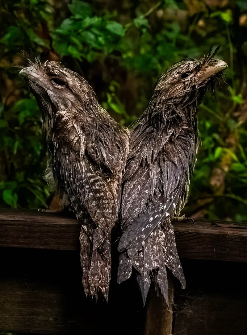 Tawny Frogmouth — 5